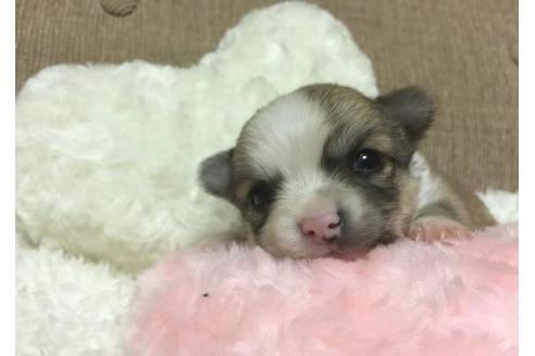 成約済の大阪府のチワワ-26144の3枚目