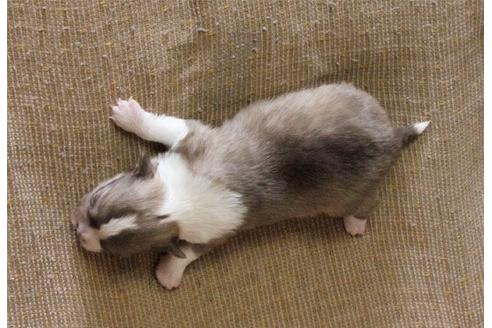 成約済の大阪府のチワワ-26146の1枚目