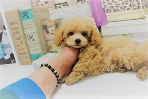 成約済の大阪府のトイプードル-26157の4枚目