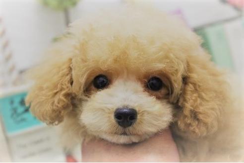 成約済の大阪府のトイプードル-26157の1枚目