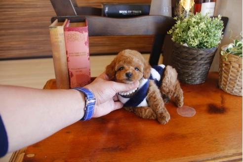 成約済の埼玉県のトイプードル-26188の1枚目