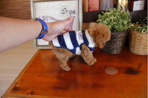 成約済の埼玉県のトイプードル-26188の2枚目