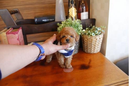 成約済の埼玉県のトイプードル-26188の3枚目