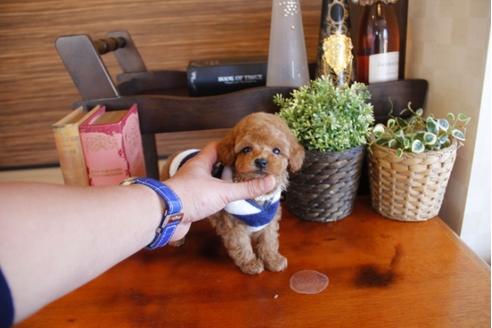 成約済の埼玉県のトイプードル-26188の4枚目