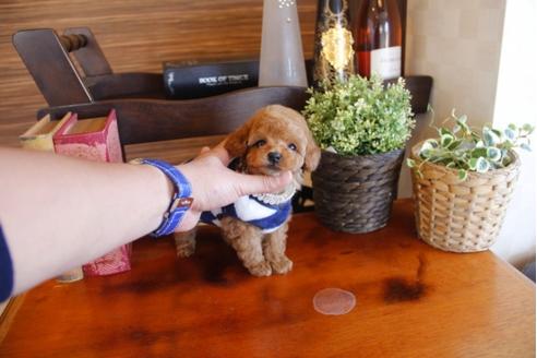 成約済の埼玉県のトイプードル-26188の5枚目