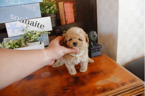 成約済の埼玉県のトイプードル-26189の1枚目