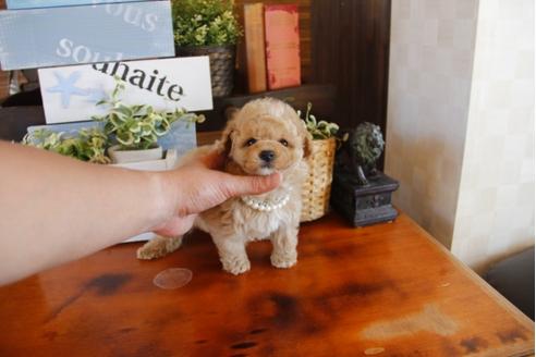 成約済の埼玉県のトイプードル-26189の2枚目