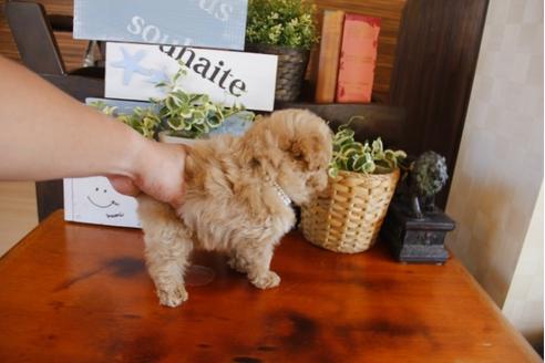 成約済の埼玉県のトイプードル-26189の3枚目