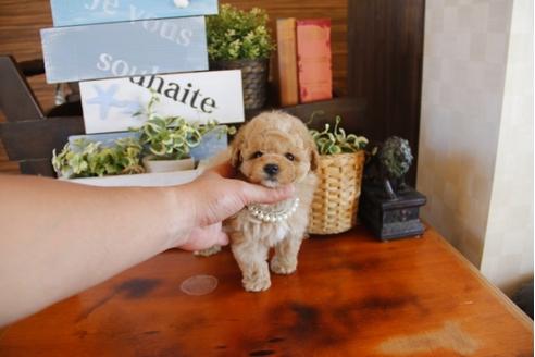 成約済の埼玉県のトイプードル-26189の4枚目