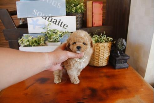 成約済の埼玉県のトイプードル-26189の5枚目