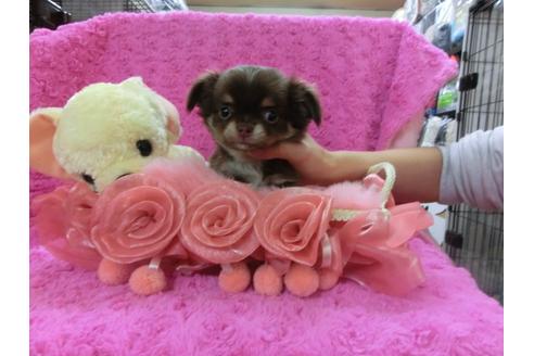 成約済の京都府のチワワ-26230の1枚目