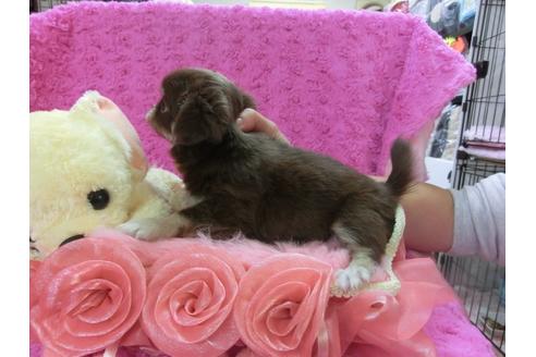 成約済の京都府のチワワ-26230の2枚目