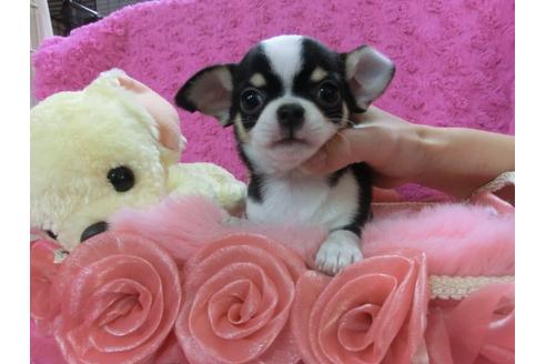 成約済の京都府のチワワ-26231の2枚目