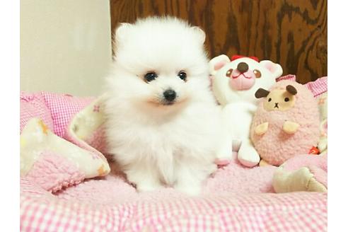 成約済の秋田県のポメラニアン-26233の3枚目