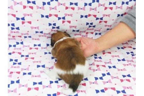 成約済の千葉県のパピヨン-26245の4枚目