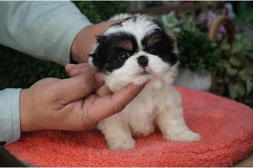 成約済の京都府のミックス犬-26256の1枚目