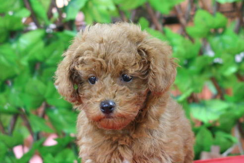 成約済の京都府のトイプードル-26262の4枚目