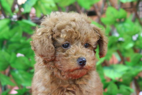 成約済の京都府のトイプードル-26262の3枚目