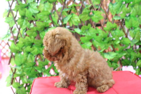 成約済の京都府のトイプードル-26262の2枚目