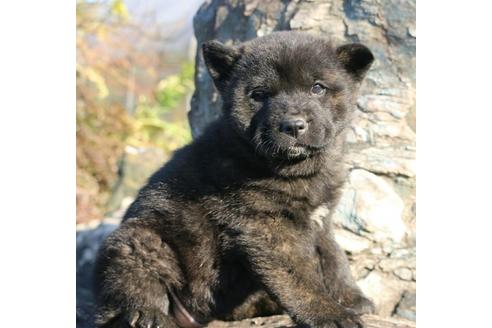 成約済の埼玉県の甲斐犬-26266の1枚目