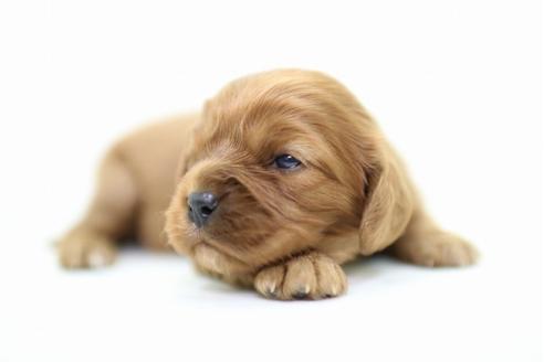 成約済の愛知県のキャバリアキングチャールズスパニエル-26277の2枚目