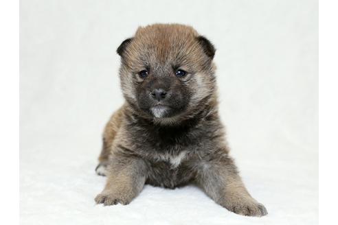 成約済の栃木県の柴犬-26280の2枚目