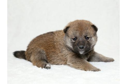 成約済の栃木県の柴犬-26280の3枚目