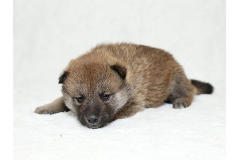 成約済の栃木県の柴犬-26280の1枚目