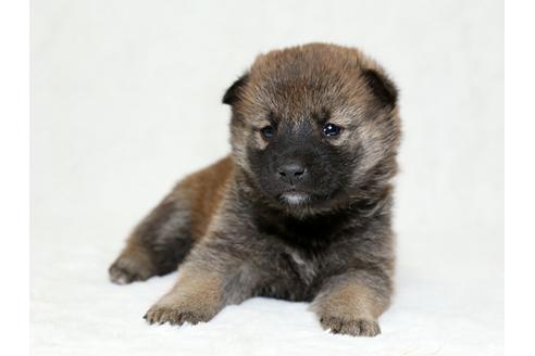 成約済の栃木県の柴犬-26281の2枚目