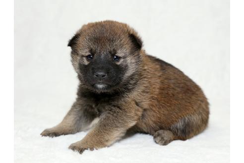 成約済の栃木県の柴犬-26281の3枚目