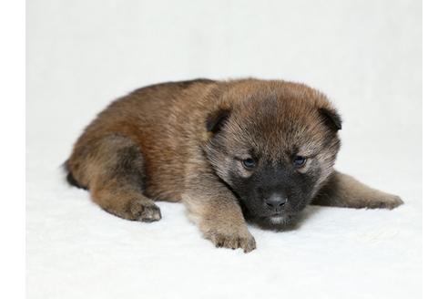 成約済の栃木県の柴犬-26281の1枚目