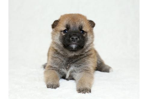 成約済の栃木県の柴犬-26282の1枚目