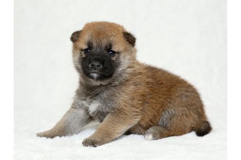 成約済の栃木県の柴犬-26282の2枚目