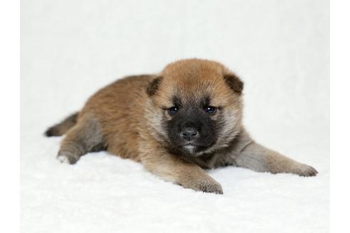 成約済の栃木県の柴犬-26282の3枚目