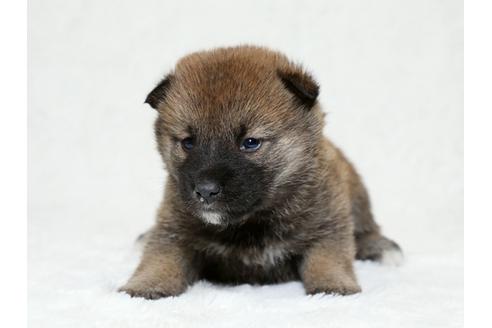 成約済の栃木県の柴犬-26283の3枚目