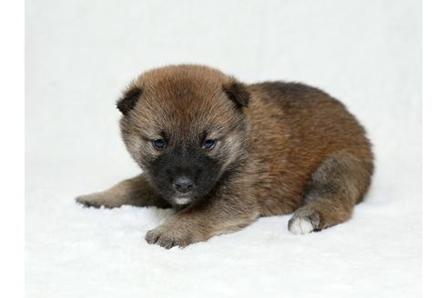 成約済の栃木県の柴犬-26283の1枚目