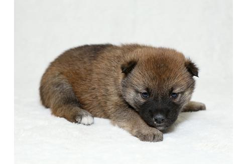 成約済の栃木県の柴犬-26283の2枚目