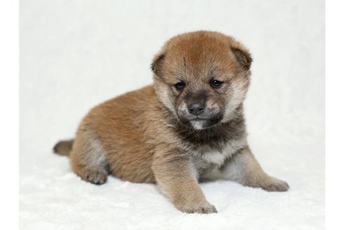 成約済の栃木県の柴犬-26284の2枚目