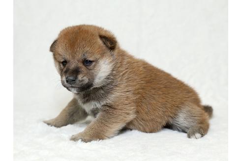 成約済の栃木県の柴犬-26284の3枚目