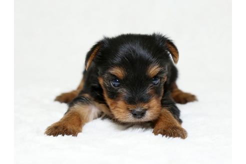 成約済の栃木県のヨークシャーテリア-26285の1枚目