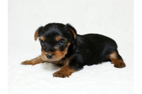 成約済の栃木県のヨークシャーテリア-26285の2枚目