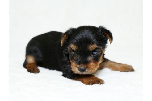 成約済の栃木県のヨークシャーテリア-26285の3枚目