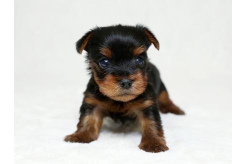 成約済の栃木県のヨークシャーテリア-26286の1枚目