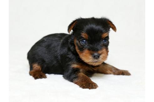 成約済の栃木県のヨークシャーテリア-26286の2枚目