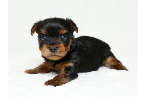 成約済の栃木県のヨークシャーテリア-26286の3枚目