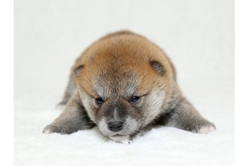 成約済の栃木県の柴犬-26287の1枚目