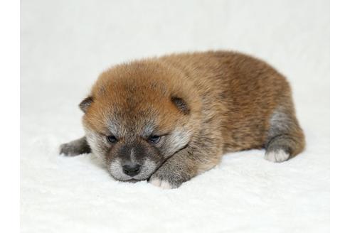 成約済の栃木県の柴犬-26287の2枚目