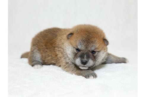 成約済の栃木県の柴犬-26287の3枚目