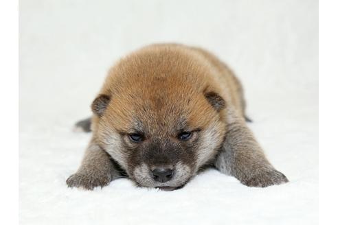 成約済の栃木県の柴犬-26288の1枚目