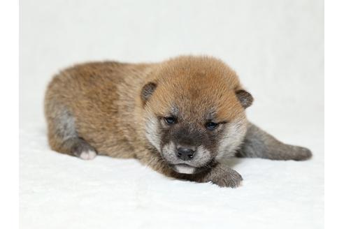 成約済の栃木県の柴犬-26288の2枚目